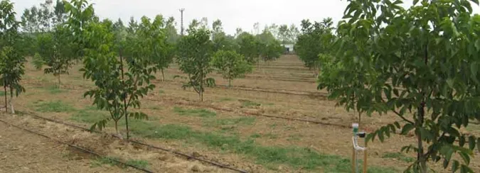 Toprak üstü Sulama - 3