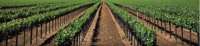 Toprak üstü Sulama - 7